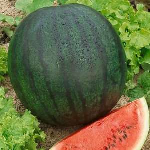  Sugar Baby Watermelon Seeds Patio, Lawn & Garden
