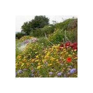  Todds Seeds   WildFlower Seeds   Dryland Seed, Sold by 